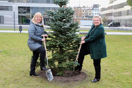 Hochschule Dusseldorf plants Christmas tree